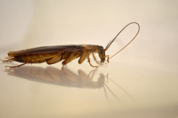 Cockroaches incessantly bathe their antennae in order to keep their sense of smell in top shape, new research finds