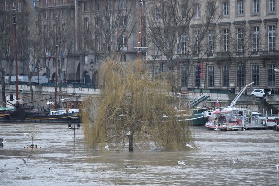 A tree and street lights on the tip of the flooded Île de la Cité.