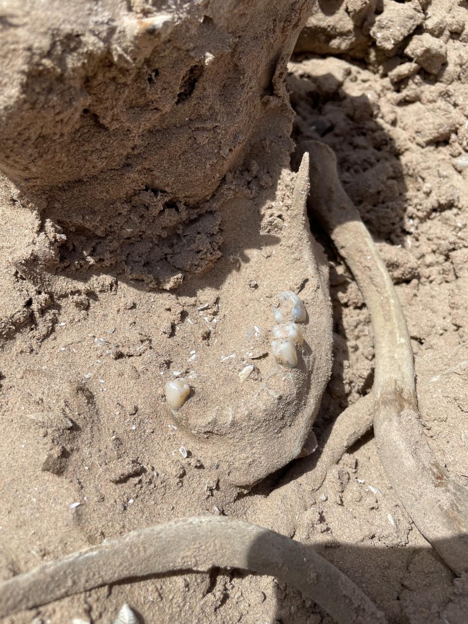 This photo of Saturday, May 7, 2022, provided by Lindsey Melvin of Henderson, Nev., shows human remains she and her sister discovered on a sandbar that recently surfaced as Lake Mead recedes. A closer look revealed a human jaw with teeth. The National Park Service confirmed in a statement that the remains are human. (Lindsey Melvin via AP)