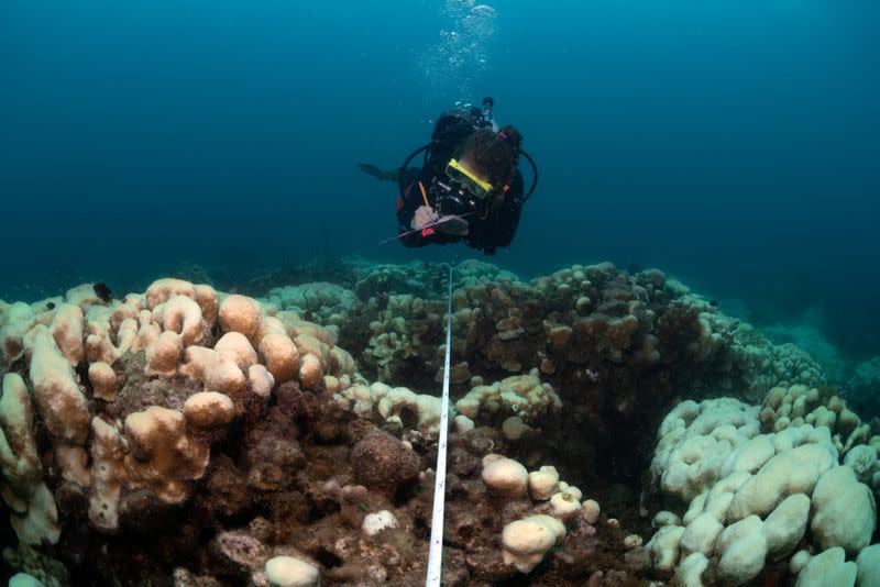 University of the Virgin Islands graduate student Sonora Meiling studies the extent of a bleaching event affecting an entire field of boulder star corals (Orbicella annularis) off the coast of St Thomas in the U.S. Virgin Islands