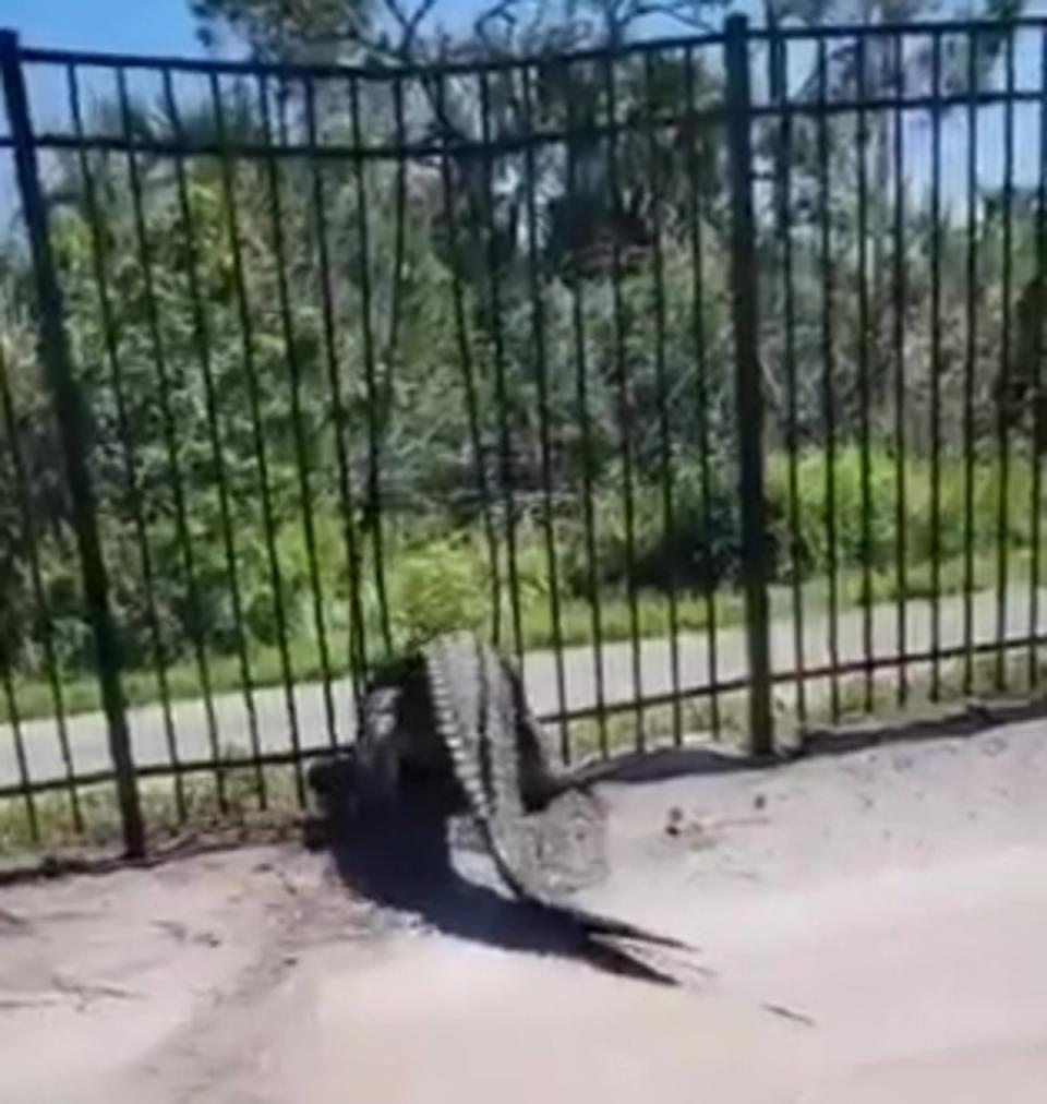 The metal bars parted ways for the alligator as if they were made out of rubber (Jam Press Vid)