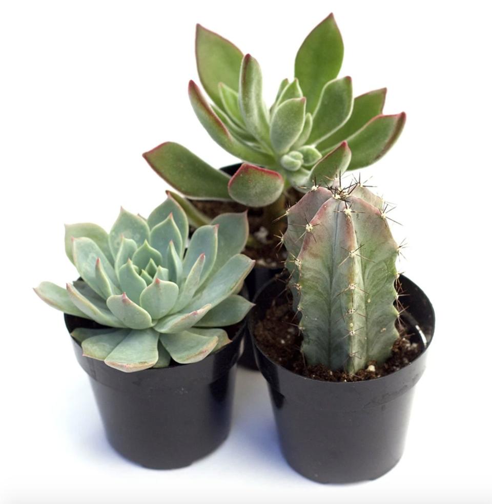 <p>For those of us who are better off with a few desktop plants rather than a sprawling indoor garden, the Plant Mail Club is an appealing option. Select from its different-length plans and receive three tiny (about 2.5-inch) succulents each month. Keep supplies on hand, as they're shipped without soil or pots.</p><p><a class="link " href="https://go.redirectingat.com?id=74968X1596630&url=https%3A%2F%2Fleafandclay.co%2Fcollections%2Fthe-plant-mail-club%3Frfsn%3D4106835.fb754e8%26subid%3D34276X922231Xea2e2c73cbc0101c3026df68a0599983&sref=https%3A%2F%2Fwww.esquire.com%2Flifestyle%2Fg35711671%2Fbest-houseplants-to-buy-online%2F" rel="nofollow noopener" target="_blank" data-ylk="slk:Shop Now;elm:context_link;itc:0;sec:content-canvas">Shop Now </a></p>