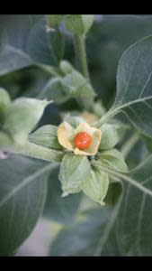 The Ashwagandha Plant (also known as: Winter Cherry)