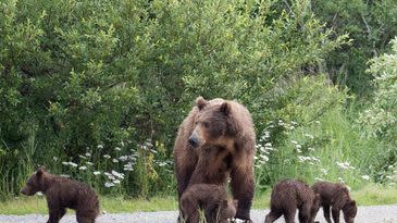 Bear 402 and cubs in 2018.