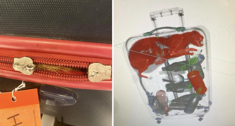 Fur seen through a zip of the bag (left) and the x-ray scan showing the cat inside the suitcase.