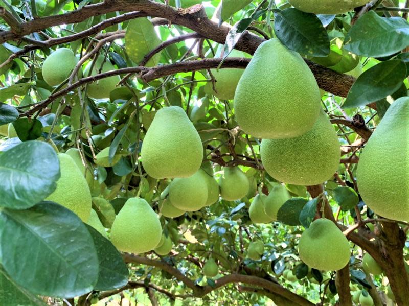 寶山鄉農會推出「寶柚」禮盒　中秋團圓助創世植物人