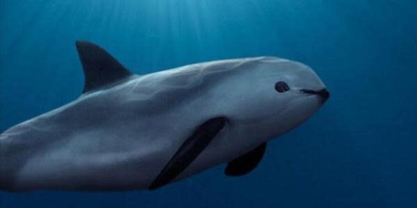 Baja California: Vaquita marina será protegida en el Golfo de California
