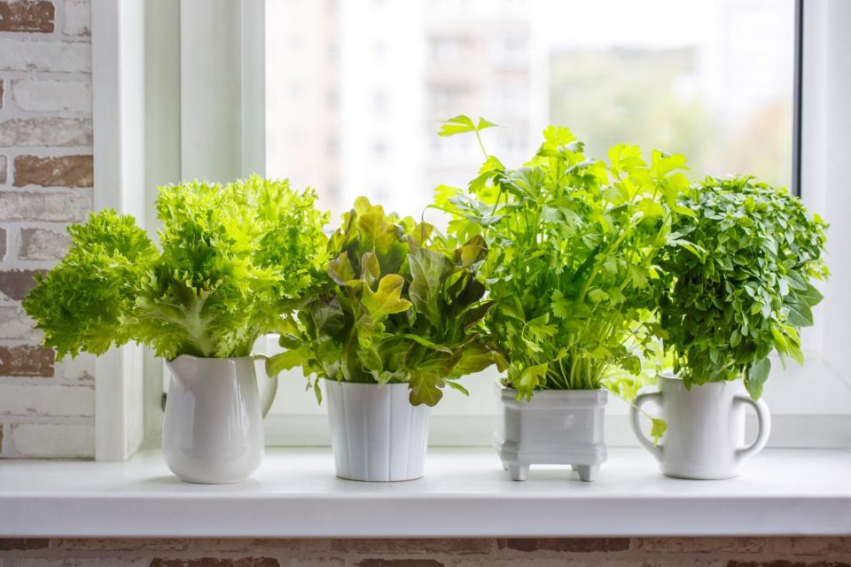 Fresh aromatic culinary herbs in white pots on windowsill. Lettuce, leaf celery and small leaved basil.