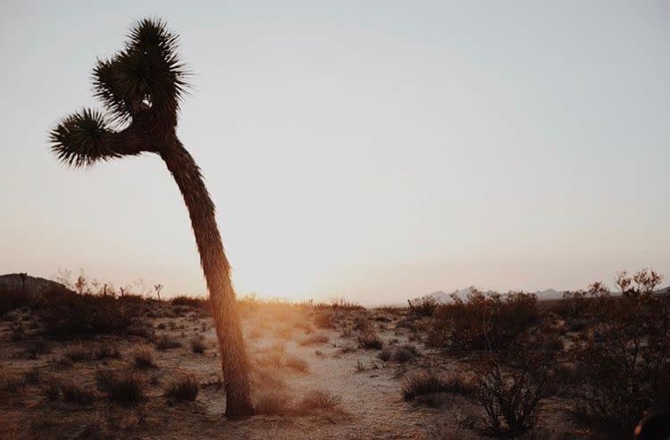 A Joshua tree at dusk in the high desert