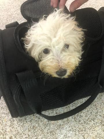 <p>Speedway Animal Rescue</p> The puppy found abandoned in the airport has been given the name Boeing.