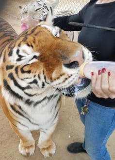 <span class="caption">Bottle-feeding at a ‘pseudo-sanctuary’ in Southern California.</span> <span class="attribution"><span class="source">Allison Skidmore</span>, <span class="license">Author provided</span></span>