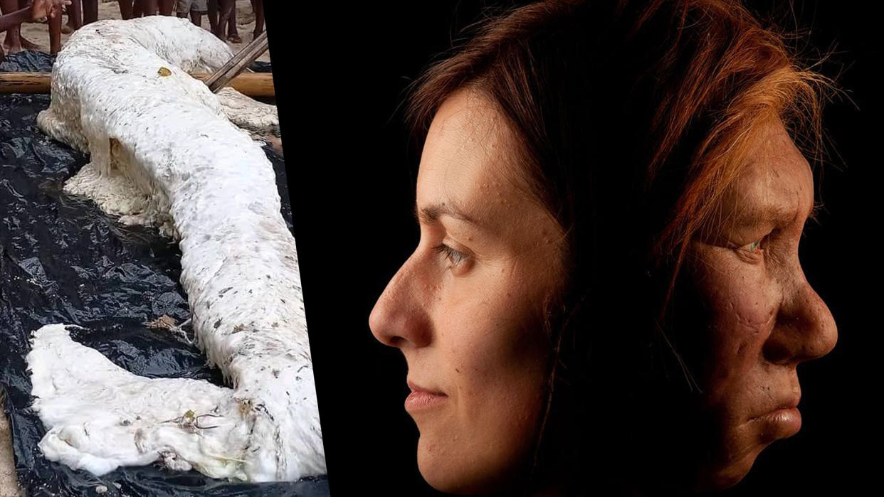  A mermaid-shaped "globster" shortly after it was pulled from the water onto the beach on Simberi Island in Papua New Guinea; Neanderthal woman face reconstruction. 