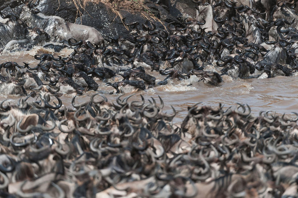 Herding home: Wildebeest photographed in mass migration