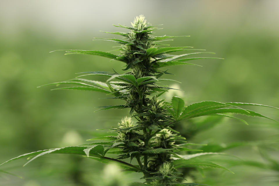A flowering cannabis plant. (Reuters file photo)
