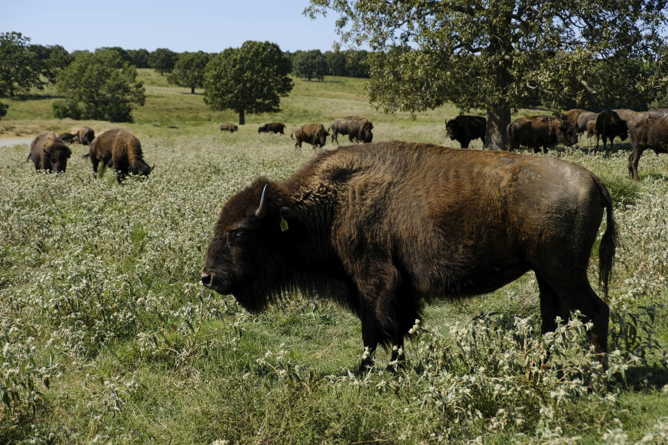 FILE - A herd of bison grazes during midday at a Cherokee Nation ranch in northeastern Oklahoma on Sept. 27, 2022. The Zoonomia Project is an international effort comparing the genetic blueprints of an array of animals, including this species, and some of the discoveries were shared in 11 papers published Thursday, April 27, 2023, in the journal Science. (AP Photo/Audrey Jackson, File)