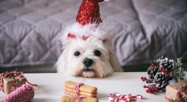 10 Products to Spoil Your Dog in 2021