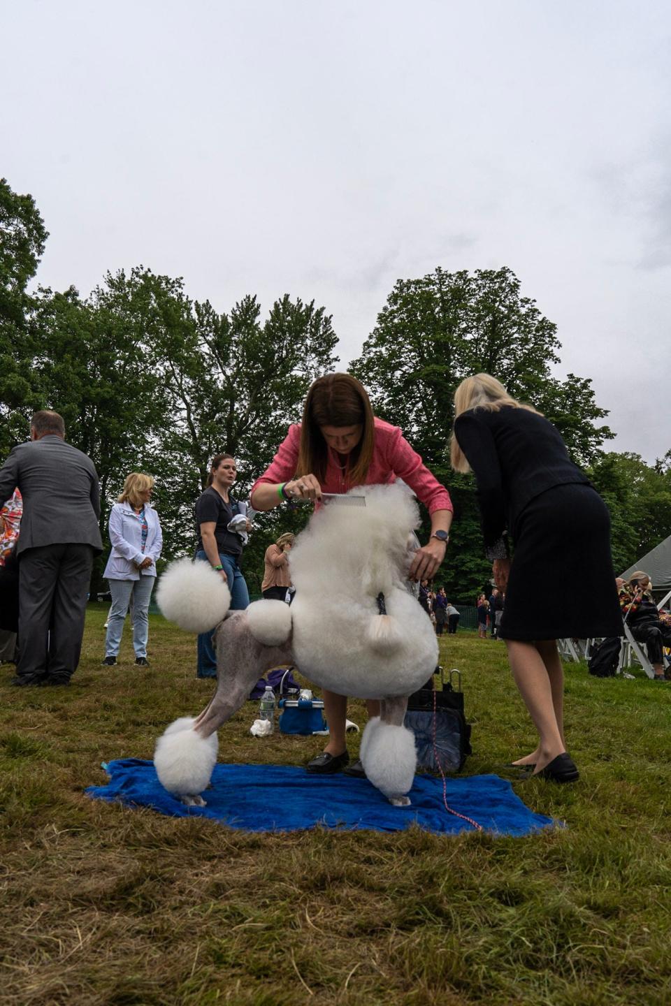 A poodle stands as someone grooms