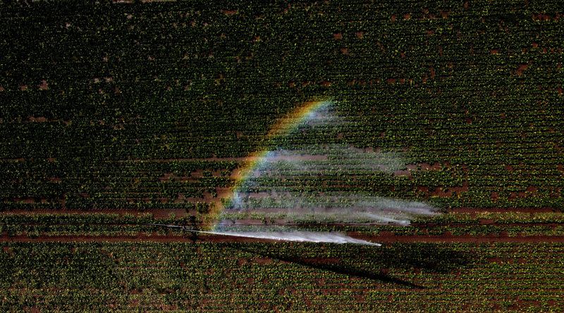 FILE PHOTO: Crops are watered during the heatwave in Brawtry, Yorkshire