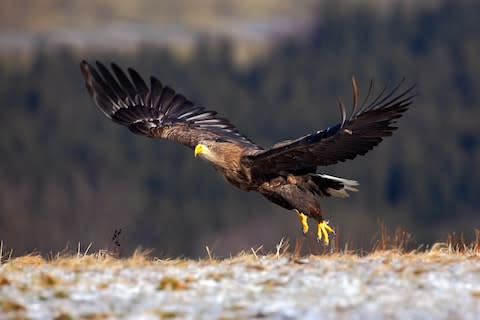 A sea eagle in Finland - Credit: Â©ondrejprosicky - stock.adobe.com