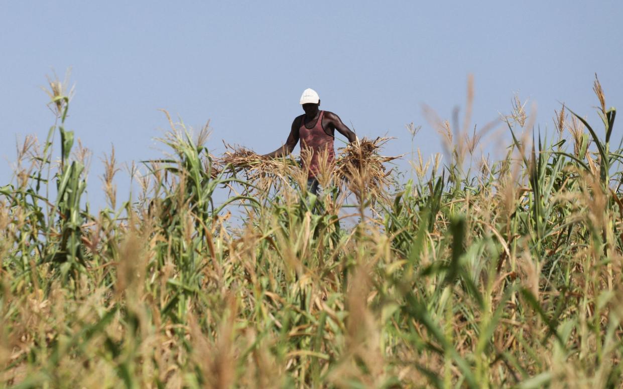 A Kenyan farmer uproots a field where he was growing maize that failed because of a drought - Baz Ratner/Reuters