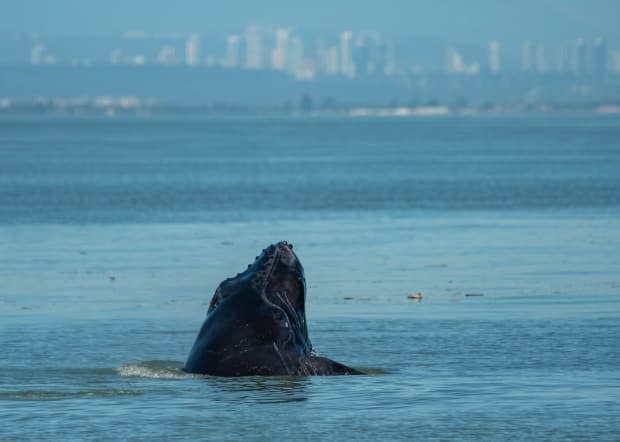  Ashley Keegan/Wild Whales Vancouver