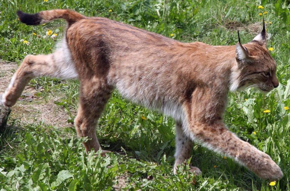 An adult Eurasian lynx (<i>Lynx lynx</i>). <cite>David Castor</cite>
