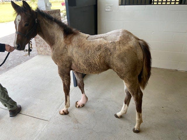 Faith was 3 months old when she was taken from Witts End Quarter Horses in Cedar Creek on Aug. 21 by Cumberland County Animal Services after a video circulated on social media showing the foal being dragged by a vehicle, beaten and sprayed with a water hose.