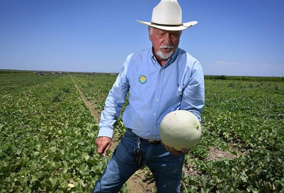 Joe Del Bosque of Del Bosque Farms selects a melon from one of his fields on Shields Avenue west of I-5 Monday, July 15, 2024.