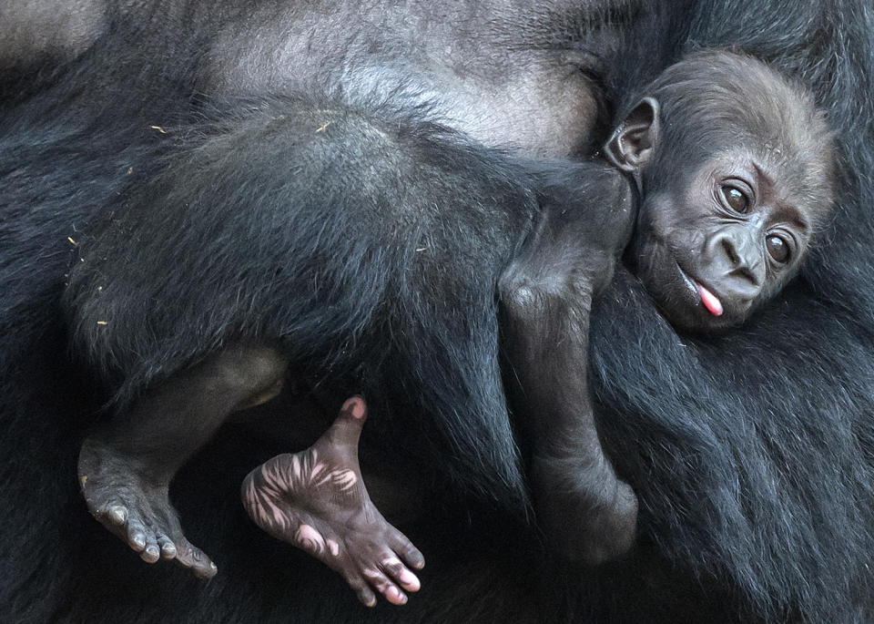 Baby gorilla held by mother