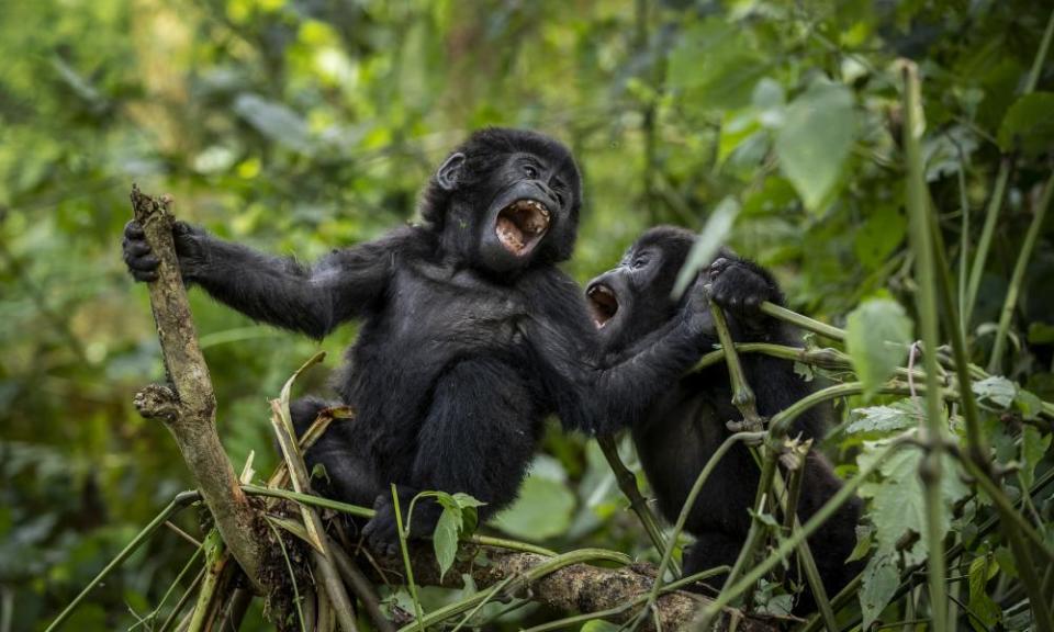 Bebés gorilas juegan juntos en un parque nacional de Uganda
