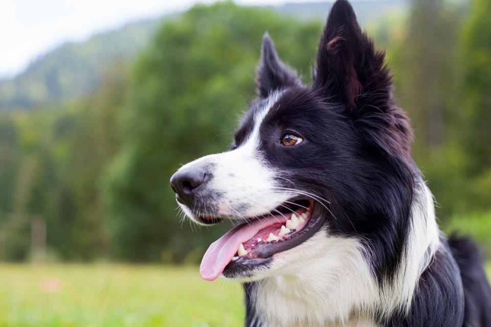 border collie herding dog breed in field