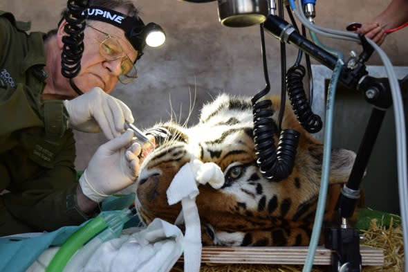 Tiger toothache cured by brave dentist at Bristol zoo