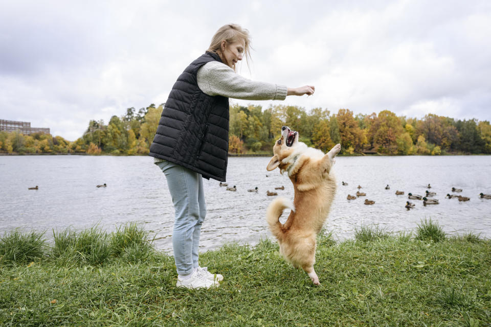 減少讓柯基犬用後肢站立，也是預防椎間盤病變的一種方法。示意圖／Getty Images