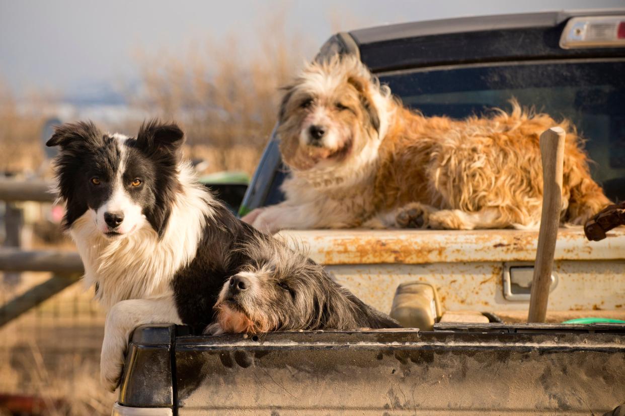 Top Myths About Livestock Guardian Dogs