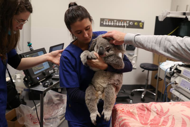 The Wider Image: From disease to bushfires, Australia's iconic koalas face bleak future