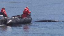 No sign of whale formerly stuck in Harbour Grace