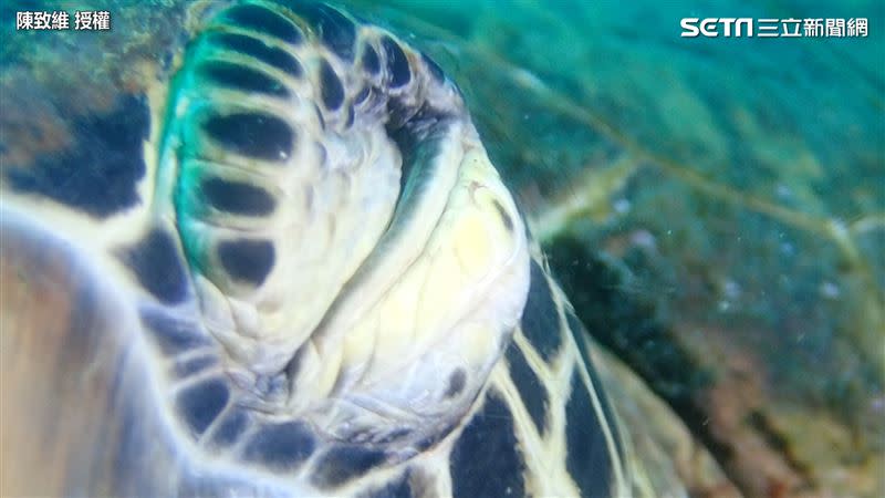 陳致維解釋，事實上並非海龜流在眼淚，而是在進行「排鹽」。（圖／陳致維攝，採 CC-BY 4.0授權）