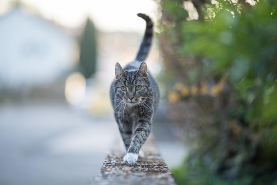 A cat in Belgium (not pictured) may be the first known case of a feline contracting COVID-19. (Photo: Nils Jacobi via Getty Images)