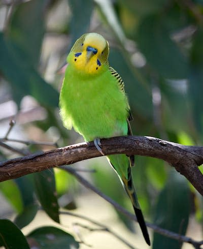 The budgerigar (<em>Melopsittacus undulatus</em>) is a colourful native parrot. Shutterstock