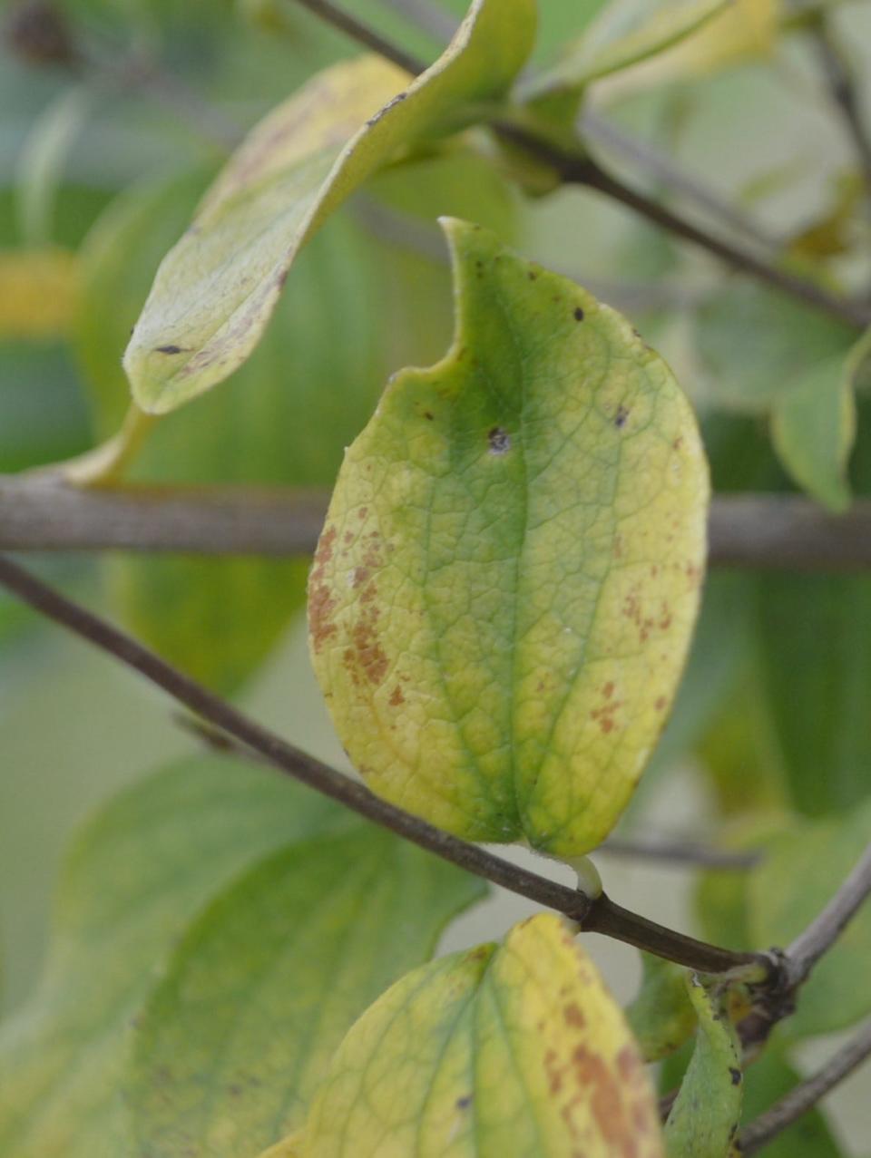Younger leaves infected by dogwood anthracnose become curled in addition to showing brown, tan or black spots.