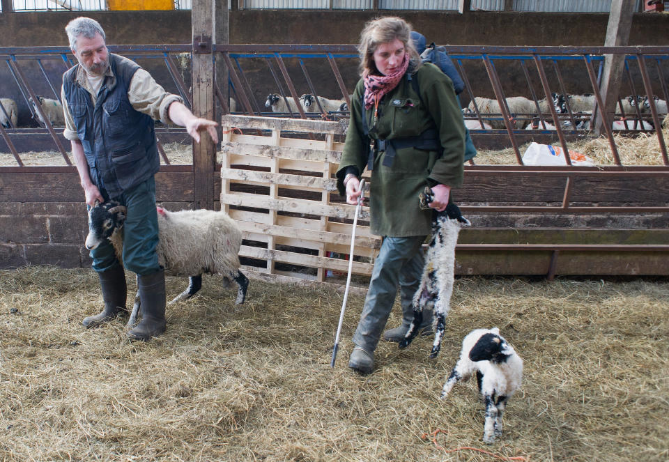 Yorkshire Shepherdess Amanda Owen and her husband Clive sort out some of the new born lambs prior to giving them health checks on April 15, 2014 near Kirkby Stephen, England. Amanda Owen runs a 2,000 acre working hill farm in Swaledale which is one of the remotest areas on the North Yorkshire Moors. Working to the rhythm of the seasons the farm has over 900 Swaledale sheep that are now entering the lambing season as well as cattle and horses.  (Photo by Ian Forsyth/Getty Images)