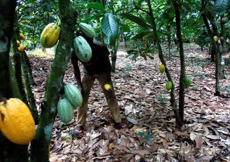 FILE PHOTO: A farmer is seen at his cocoa plantation in Toumodi