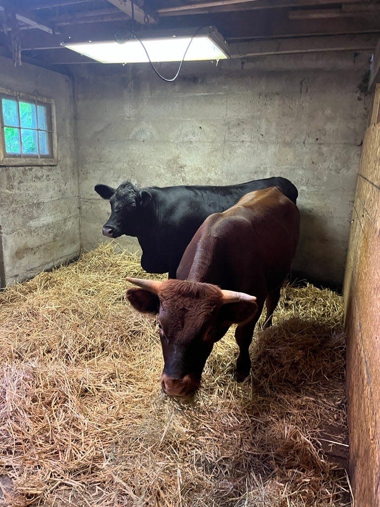 Two cows who wandered onto an upstate New York animal sanctuary were returned to farm owner Scott Gregson on August 2, 2022 after the sanctuary owner refused to return them. The owner has been charged with felony grand larceny.