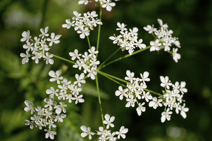 Yarrow