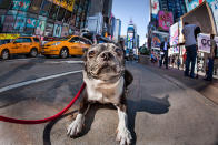 <p>This Boston Terrier came all the way from Los Angeles for his photo shoot in Times Square, where he stopped traffic. (Photo: Mark McQueen/Caters News) </p>