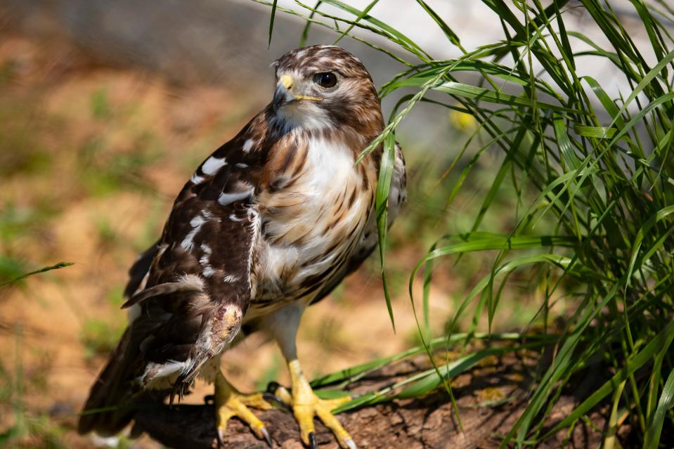 A red-tailed hawk peeks through a plant while perched on a log in the Tallahassee Museum aviary Tuesday, March 23, 2021.