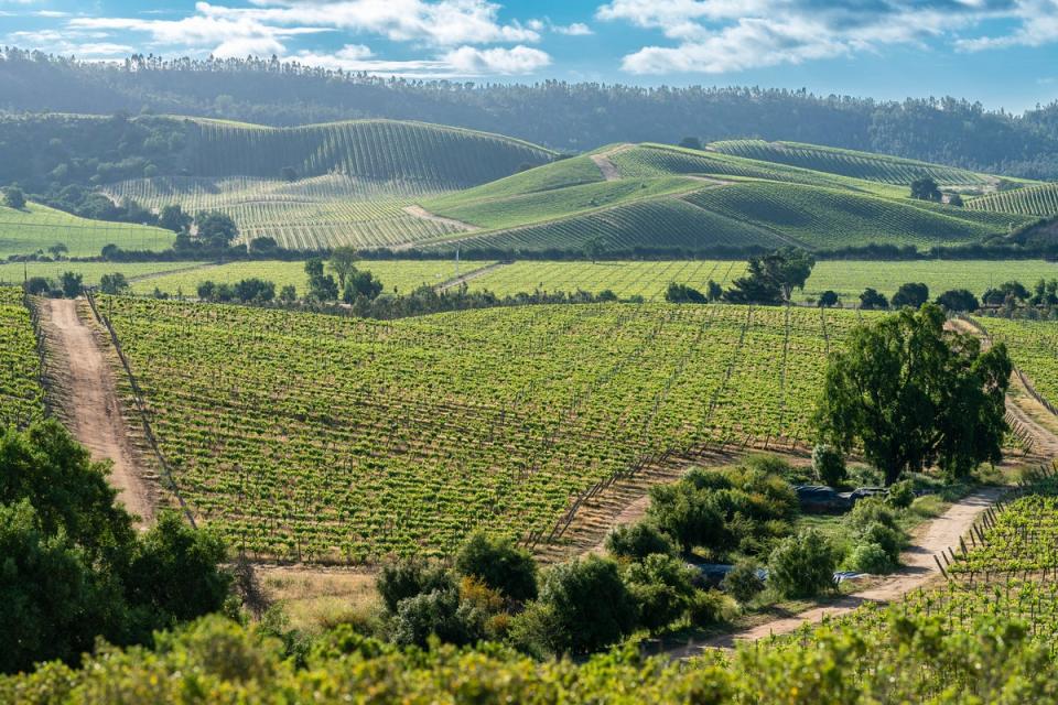 Chile’s best chardonnay and sauvignon blanc is refined in the Casablanca Valley (Getty Images/iStockphoto)