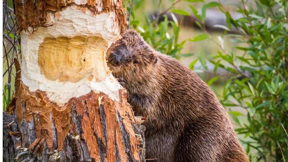 A beaver chewing through the trunk of a tree