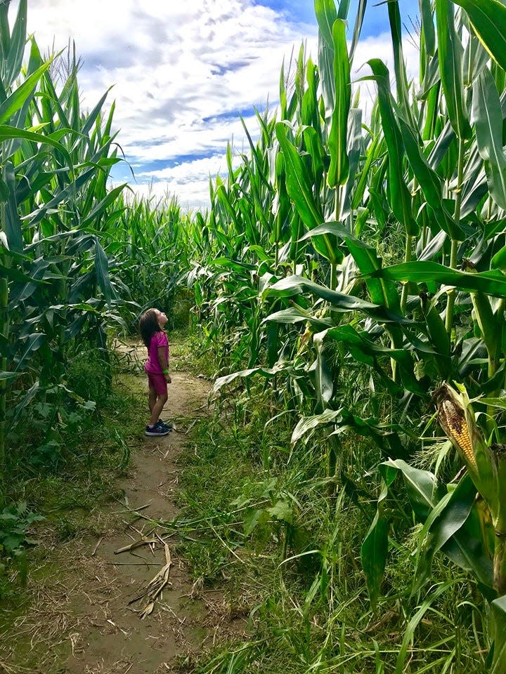 Kelder's Farm corn maze in Kerhonkson.