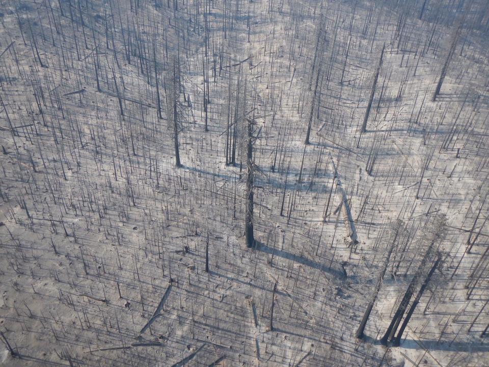 The 2020 Castle Fire killed 100% of the trees, including giant sequoias, on this site in the Sierra Nevada, California. / Credit: Curtis Kvamme
